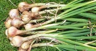 تصویر 5 از فروش موسیر کوهی + قیمت خرید به صرفه